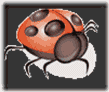coccinella
